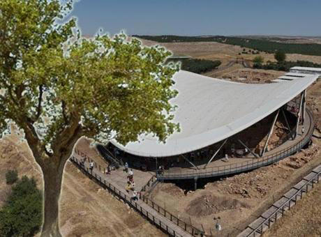 Göbeklitepe’den yükselen dut ağacının sırrı! 12 bin yıllık soruya cevap aranıyor