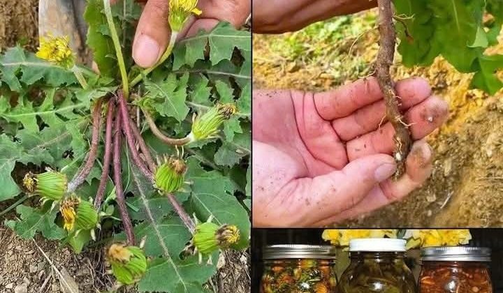 Karahindiba köklerinin gizli gücü -onlar en önemli kısım..