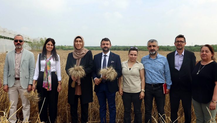 AKDENİZ’DE EKMEKLİK YAKAMOZ BUĞDAYININ HASADI YAPILDI