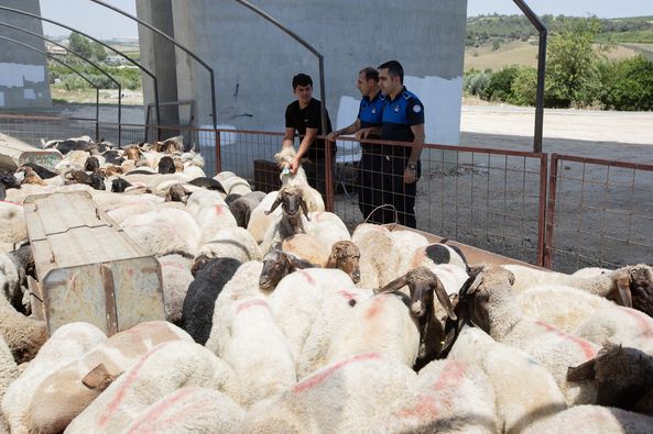 MEZİTLİ’DE KURBANLIK KESİM VE SATIŞ YERLERİ BELLİ OLDU