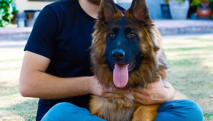 Köpek eğitmeninden sokak köpekleri için öneri: