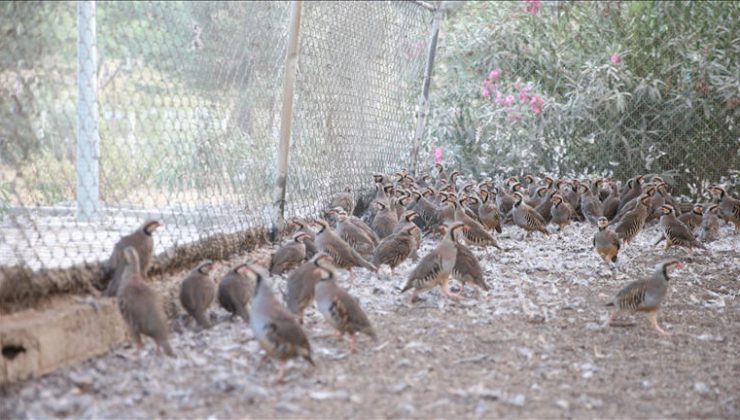 Kahramanmaraş’ta depremden sonra yetiştirilen kınalı keklikler doğaya salınıyor