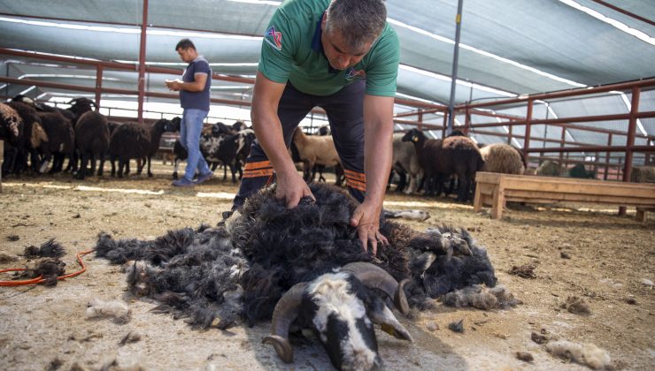 MERSİN BÜYÜKŞEHİR’DEN TÜRKİYE’YE ÖRNEK PROJE  KÜÇÜKBAŞ HAYVAN DESTEĞİ İLE MERSİN’DE ÜRETİCİLER İŞLETME SAHİBİ OLMAYA DEVAM EDİYO