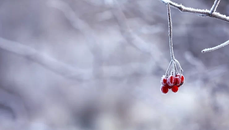 Sert Bir Kış Bizi Bekliyor. El Nino Öyle Dedi